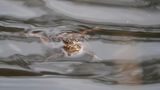    Ich fotografiere Tiere seit meiner Kindheit, so richtig Wildlife fotografiere ich seit November 2024.   Diese Kröten konnten wir an einem kleinen Teich beobachten, meine Tochter hatte sie gefunden. Immer wieder tauchten sie ab und kamen dann nach einiger Zeit wieder hoch, der Teich war komplett voll mit Kröten und wir konnten sogar einige Moorfrösche dort beobachten.   Also nahm ich meine Kamera und wir setzten uns an den Teich, sie waren zum Teil echt sehr fotogen und blieben eine ganze Zeit lang an der Wasseroberfläche :)   Zu jeder Jahreszeit gibt es viele tolle Dinge zu beobachten in der Natur und ich liebe es meinen Kindern die ganze Tierwelt draußen zu zeigen.   Ich freue mich sehr auf die kommenden Wochen, da werden wir wieder die Waldohreulen beobachten können.    Das Bild ist in Bad Wünnenberg entstanden an einem kleinen Tümpel.  Das sind Erdkröten :)     