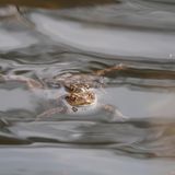    Ich fotografiere Tiere seit meiner Kindheit, so richtig Wildlife fotografiere ich seit November 2024.   Diese Kröten konnten wir an einem kleinen Teich beobachten, meine Tochter hatte sie gefunden. Immer wieder tauchten sie ab und kamen dann nach einiger Zeit wieder hoch, der Teich war komplett voll mit Kröten und wir konnten sogar einige Moorfrösche dort beobachten.   Also nahm ich meine Kamera und wir setzten uns an den Teich, sie waren zum Teil echt sehr fotogen und blieben eine ganze Zeit lang an der Wasseroberfläche :)   Zu jeder Jahreszeit gibt es viele tolle Dinge zu beobachten in der Natur und ich liebe es meinen Kindern die ganze Tierwelt draußen zu zeigen.   Ich freue mich sehr auf die kommenden Wochen, da werden wir wieder die Waldohreulen beobachten können.    Das Bild ist in Bad Wünnenberg entstanden an einem kleinen Tümpel.  Das sind Erdkröten :)     