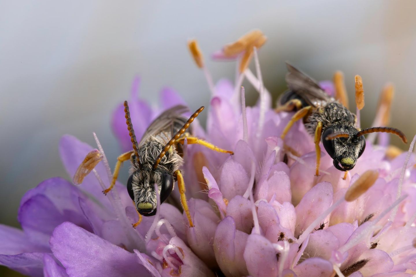    Ich mache meine Fototouren meistens frühmorgens, da ich die Morgenstimmung mit weichem Licht, Nebel oder Morgentau sehr spannend finde. Auch am Morgen an dem dieses Bild entstanden ist setzte sich der Tau auf Blätter, Blüten und zu meinem Glück auch auf den kleinen Bienen nieder. Zum Glück hatte ich in meinem Fotorucksack ein Makroobjektiv dabei und es war mir möglich dieses kleine Wildbienen Duo festzuhalten.  Location und Blumenart erfragt 