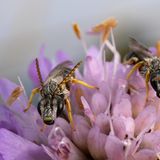    Ich mache meine Fototouren meistens frühmorgens, da ich die Morgenstimmung mit weichem Licht, Nebel oder Morgentau sehr spannend finde. Auch am Morgen an dem dieses Bild entstanden ist setzte sich der Tau auf Blätter, Blüten und zu meinem Glück auch auf den kleinen Bienen nieder. Zum Glück hatte ich in meinem Fotorucksack ein Makroobjektiv dabei und es war mir möglich dieses kleine Wildbienen Duo festzuhalten.  Location und Blumenart erfragt 