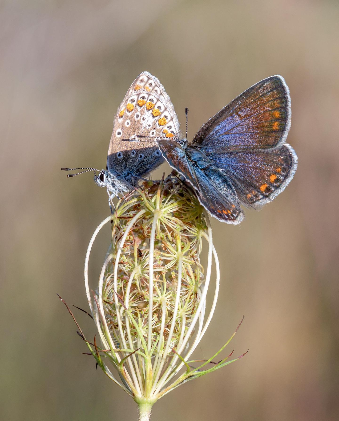    Es war die letzte Generation Hauhechel Bläulinge aus diesem Herbst die ich an einem September Morgen in aller Frühe entdecken konnte. Nachts bilden sie häufig Schlafgemeinschaften und sobald die ersten wärmenden Sonnenstrahlen sie wach kitzeln, öffnen sie ihre Flügel und fliegen in den neuen Tag.     Die Schmetterlinge in Krefeld NRW
