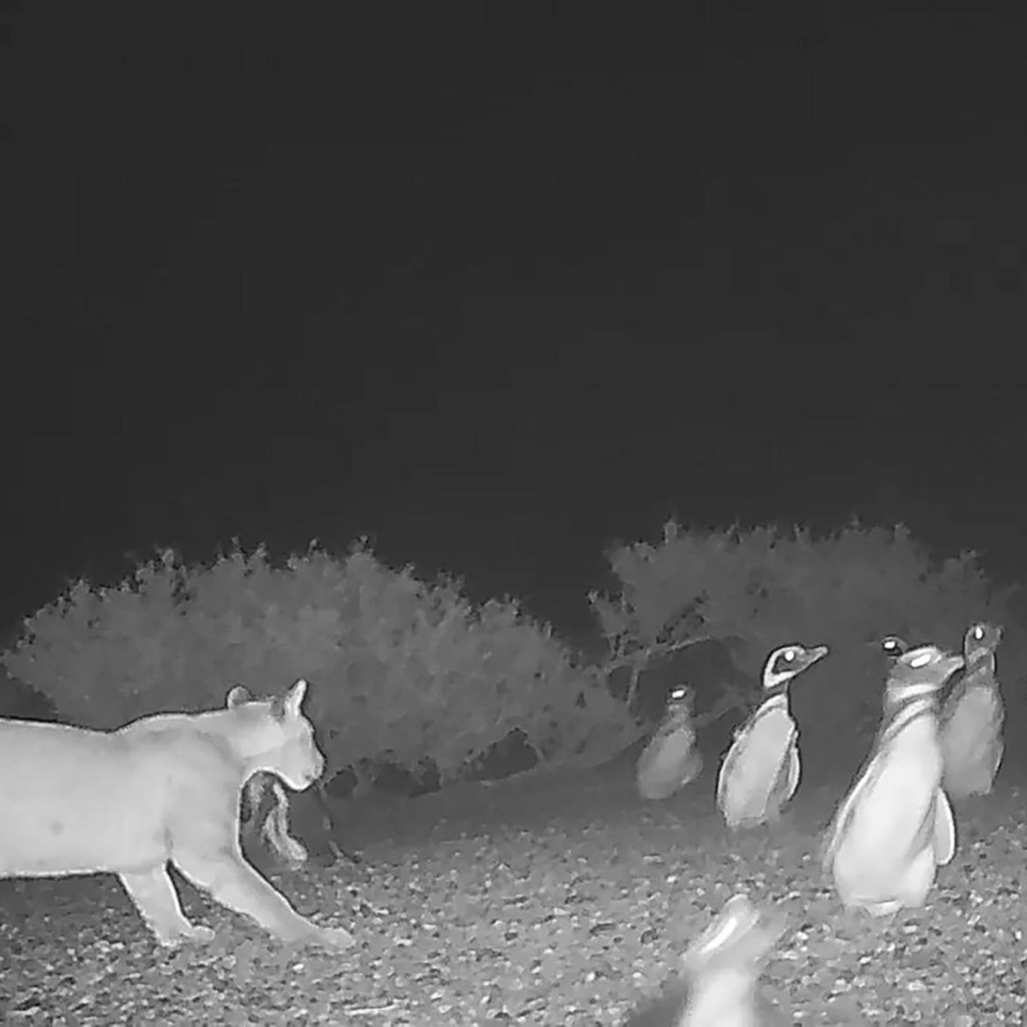 Kameras zeichnen auf, wie Pumas im Schutz der Dunkelheit um die Pinguinkolonie streichen – und schließlich angreifen