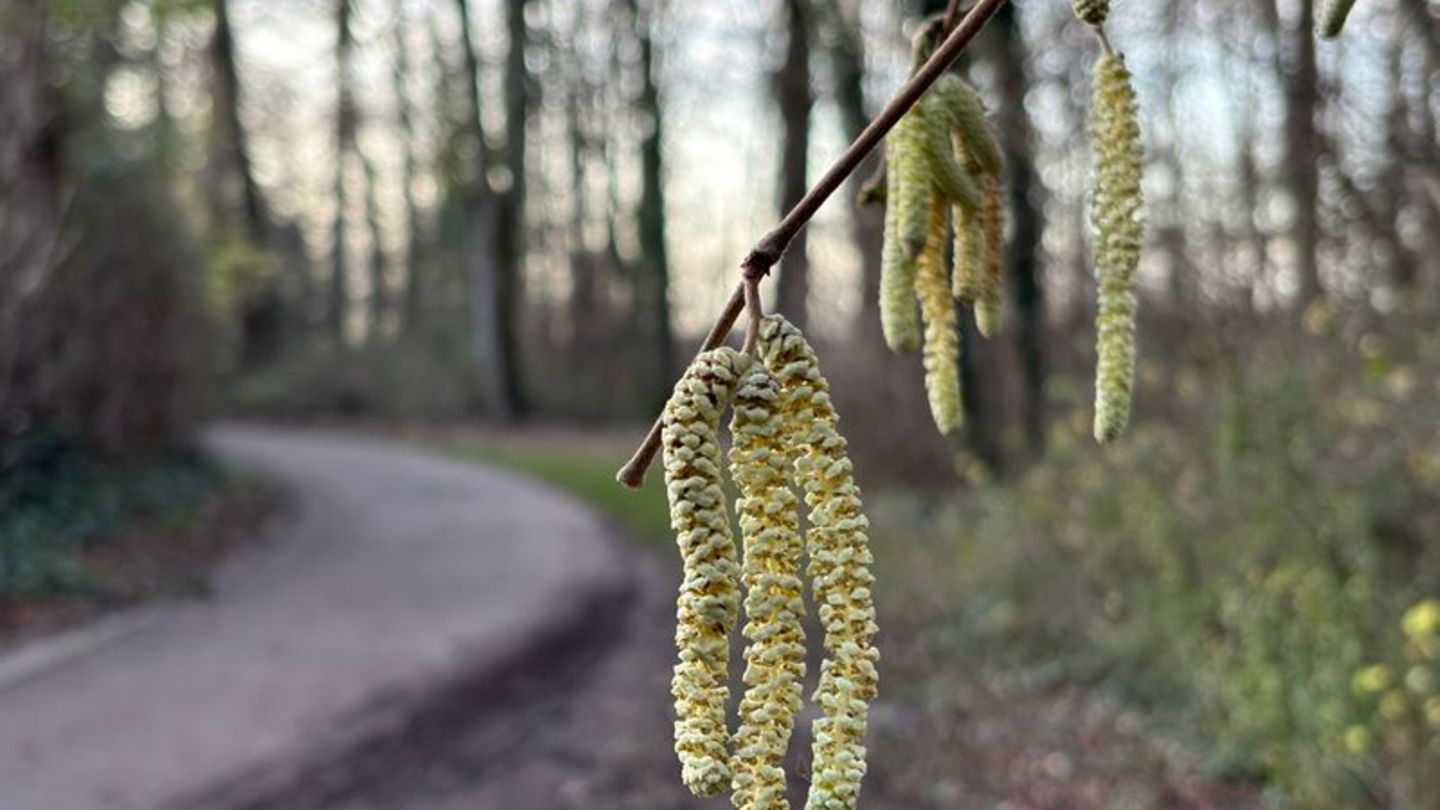Noch nicht mal Weihnachten, aber schon die ersten Frühlingsboten: An einem Haselstrauch blühen die sogenannten Kätzchen. Foto: M