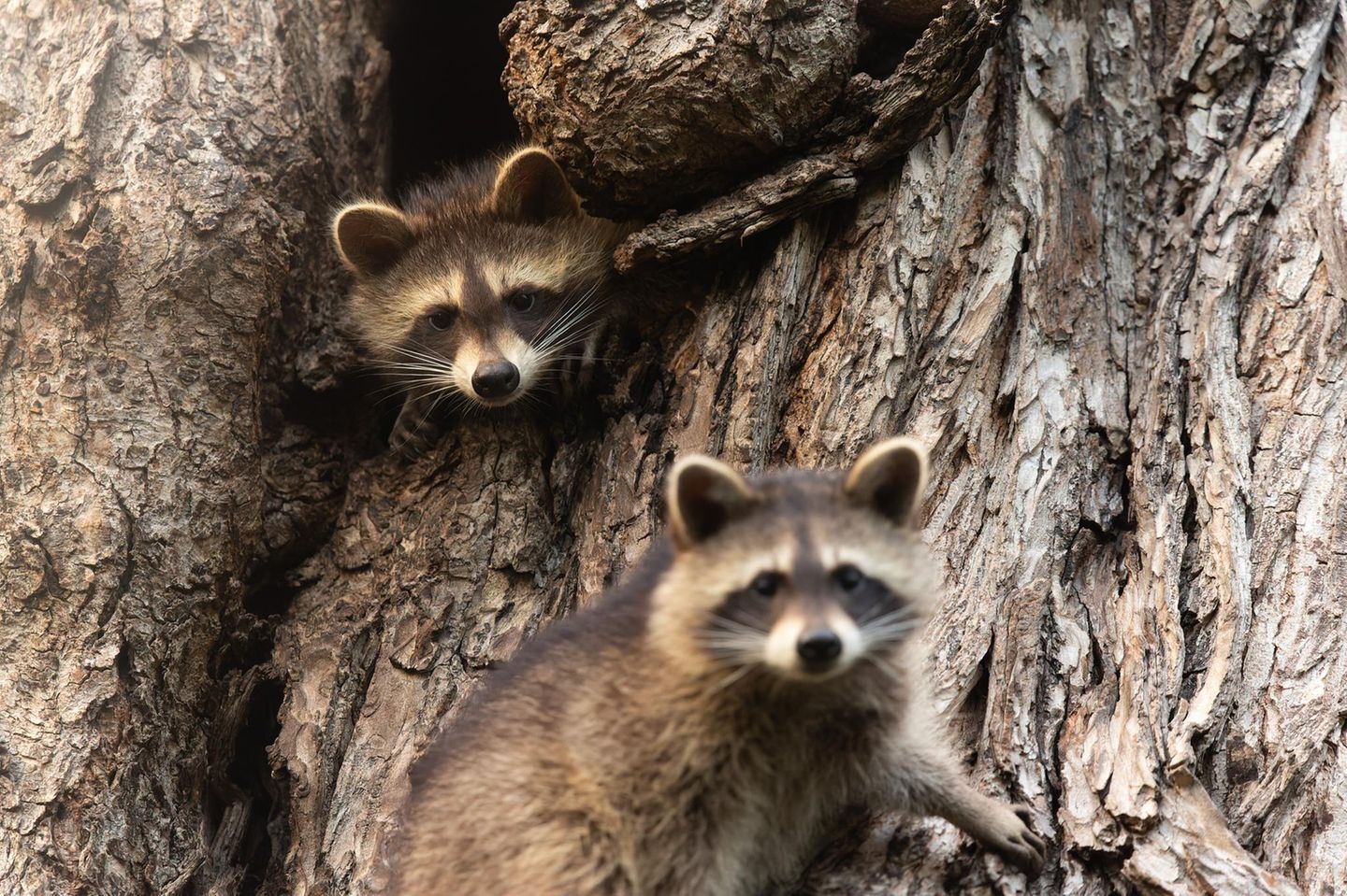Waschbären in Berlin  - wo genau folgt noch      "Unverhofft kommt oft." - Dieses Sprichwort erfüllt sich für Berliner Naturfotografen immer wieder. Wildschweine, Füchse, Wildkaninchen und auch Waschbären sind aus dem Stadtbild fast nicht wegzudenken. Trotzdem war ich froh und überrascht, als mir diese beiden Kleinbären begegneten. Sie kamen gerade aus der Höhle gekrabbelt, als ich auf dem Radweg an ihnen vorbeiradelte. Ich machte direkt eine Vollbremsung, baute Stativ und Kamera auf und beobachtete bzw. fotografierte die Waschbären bei ihrem Start in den Abend. Insgesamt waren vier Tiere unterwegs, die sich gegenseitig putzen, miteinander spielten und nebenbei unheimlich niedlich aussahen. Nach einer Stunde war die Sonne verschwunden, ich setzte meinen Weg nach Hause fort und war um ein paar wunderbare Erinnerungen reicher.      