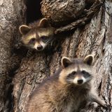 Waschbären in Berlin  - wo genau folgt noch      "Unverhofft kommt oft." - Dieses Sprichwort erfüllt sich für Berliner Naturfotografen immer wieder. Wildschweine, Füchse, Wildkaninchen und auch Waschbären sind aus dem Stadtbild fast nicht wegzudenken. Trotzdem war ich froh und überrascht, als mir diese beiden Kleinbären begegneten. Sie kamen gerade aus der Höhle gekrabbelt, als ich auf dem Radweg an ihnen vorbeiradelte. Ich machte direkt eine Vollbremsung, baute Stativ und Kamera auf und beobachtete bzw. fotografierte die Waschbären bei ihrem Start in den Abend. Insgesamt waren vier Tiere unterwegs, die sich gegenseitig putzen, miteinander spielten und nebenbei unheimlich niedlich aussahen. Nach einer Stunde war die Sonne verschwunden, ich setzte meinen Weg nach Hause fort und war um ein paar wunderbare Erinnerungen reicher.      