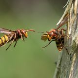 Location folgt     Dieses Foto wurde nicht wesentlich bearbeitet außer die allgemeinen Einstellungen und etwas gecroppt . Die Größe wurde nicht beeinflusst. Jedoch habe ich kein RAW Foto bin mir auch nicht sicher ob ich es in RAW aufgenommen habe.  Dieses Foto ist schon etwas älter und ich habe nicht immer in RAW fotografiert da die Fotografie nur ein Hobby von mir ist.  Aufgenommen wurde das Foto  bei einem Spaziergang mit dem Hund. Am Wegesrand habe ich diese Hornissen gesehen und konnte sie etwas beobachten.  Für mich war es die erste Beobachtung in dieser Art und sehr interessant.  Da ich auf meinen Spaziergängen oft die Kamera - Sony RX10M4- dabei habe, wie auch bei dieser Begegnung habe ich auf "gut Glück" einige Fotos gemacht. Noch mehr Glück hatte ich als ich sah, dass die Serie wirklich gut geworden ist.  Dieses Foto ist eins von einer Serie mit der Größe  3913x2609 in JPG und wurde am 22.05.2023 von mir aufgenommen.