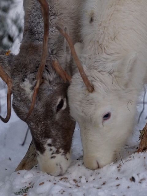 Folgen der Klimakrise: Den Rentieren in Finnisch-Lappland geht das Futter aus