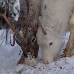 Folgen der Klimakrise: Den Rentieren in Finnisch-Lappland geht das Futter aus
