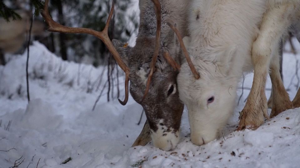 Folgen der Klimakrise: Den Rentieren in Finnisch-Lappland geht das Futter aus