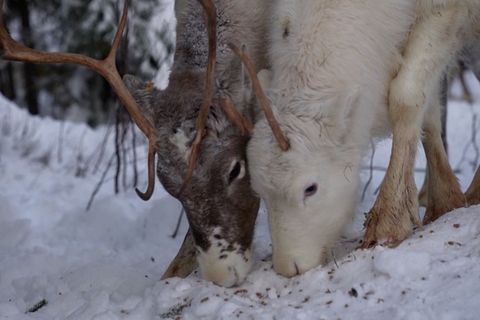 Folgen der Klimakrise: Den Rentieren in Finnisch-Lappland geht das Futter aus