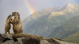 Die Jungtiere der Alpenmurmeltiere (Marmota marmota) heißen im Volksmund „Äffchen“. Kaum wenige Wochen alt, wachsen sie in rasantem Tempo heran – ihr Gewicht vervielfacht sich bis zum Herbst. Dieses schnelle Wachstum ist überlebenswichtig, denn nur ausreichend Fettreserven erlauben es ihnen, den langen Winter zu überstehen.  Bei unserem nature & wildlife phototours Workshop im Nationalpark Hohe Tauern hatten wir neben Bartgeiern und Steinböcken unter anderem die süßen Murmeltiere aufgesucht. Hier oben spürt man die Naturgewalten ganz besonders und die Wetterlage kann alle 10 Minuten umschlagen. So kam es, dass nach einem kurzen Schneeregen-Schauer im August sich gleich wieder die Sonne zeigte und einen herrliche Stimmung zauberte. Schnell zückten wir wieder die Kameras und hielten einmalige Momente fest:  Auf meinem Bild suchte ein „Äffchen“ die Nähe zu einem Elternteil, bevor die alpine Welt bald in die Stille des Winters fällt – und der Regenbogen über den Bergen wirkte wie ein kurzer Gruß zwischen den Jahreszeiten.   Mich überkam eine Mischung aus Begeisterung über die friedliche Stimmung, die sich nach dem Schauer über das Tal legte und einer leisen Rührung über diesen intimen Moment. Und die Dankbarkeit, das alles in einem Bild transportieren zu können. 