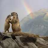 Die Jungtiere der Alpenmurmeltiere (Marmota marmota) heißen im Volksmund „Äffchen“. Kaum wenige Wochen alt, wachsen sie in rasantem Tempo heran – ihr Gewicht vervielfacht sich bis zum Herbst. Dieses schnelle Wachstum ist überlebenswichtig, denn nur ausreichend Fettreserven erlauben es ihnen, den langen Winter zu überstehen.  Bei unserem nature & wildlife phototours Workshop im Nationalpark Hohe Tauern hatten wir neben Bartgeiern und Steinböcken unter anderem die süßen Murmeltiere aufgesucht. Hier oben spürt man die Naturgewalten ganz besonders und die Wetterlage kann alle 10 Minuten umschlagen. So kam es, dass nach einem kurzen Schneeregen-Schauer im August sich gleich wieder die Sonne zeigte und einen herrliche Stimmung zauberte. Schnell zückten wir wieder die Kameras und hielten einmalige Momente fest:  Auf meinem Bild suchte ein „Äffchen“ die Nähe zu einem Elternteil, bevor die alpine Welt bald in die Stille des Winters fällt – und der Regenbogen über den Bergen wirkte wie ein kurzer Gruß zwischen den Jahreszeiten.   Mich überkam eine Mischung aus Begeisterung über die friedliche Stimmung, die sich nach dem Schauer über das Tal legte und einer leisen Rührung über diesen intimen Moment. Und die Dankbarkeit, das alles in einem Bild transportieren zu können. 