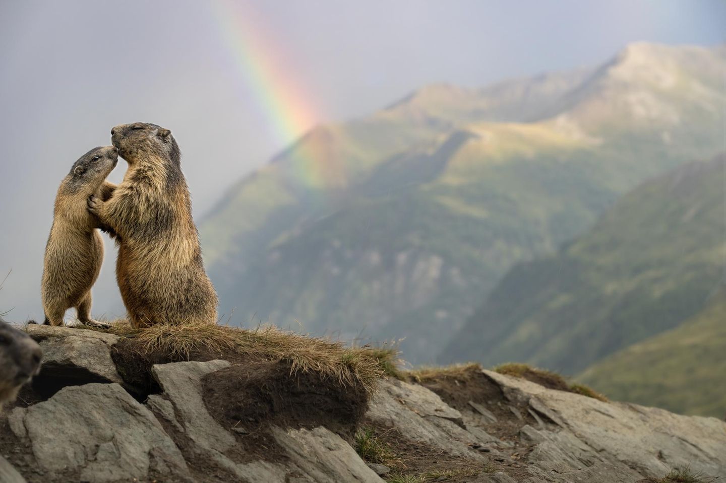 Die Jungtiere der Alpenmurmeltiere (Marmota marmota) heißen im Volksmund „Äffchen“. Kaum wenige Wochen alt, wachsen sie in rasantem Tempo heran – ihr Gewicht vervielfacht sich bis zum Herbst. Dieses schnelle Wachstum ist überlebenswichtig, denn nur ausreichend Fettreserven erlauben es ihnen, den langen Winter zu überstehen.  Bei unserem nature & wildlife phototours Workshop im Nationalpark Hohe Tauern hatten wir neben Bartgeiern und Steinböcken unter anderem die süßen Murmeltiere aufgesucht. Hier oben spürt man die Naturgewalten ganz besonders und die Wetterlage kann alle 10 Minuten umschlagen. So kam es, dass nach einem kurzen Schneeregen-Schauer im August sich gleich wieder die Sonne zeigte und einen herrliche Stimmung zauberte. Schnell zückten wir wieder die Kameras und hielten einmalige Momente fest:  Auf meinem Bild suchte ein „Äffchen“ die Nähe zu einem Elternteil, bevor die alpine Welt bald in die Stille des Winters fällt – und der Regenbogen über den Bergen wirkte wie ein kurzer Gruß zwischen den Jahreszeiten.   Mich überkam eine Mischung aus Begeisterung über die friedliche Stimmung, die sich nach dem Schauer über das Tal legte und einer leisen Rührung über diesen intimen Moment. Und die Dankbarkeit, das alles in einem Bild transportieren zu können. 