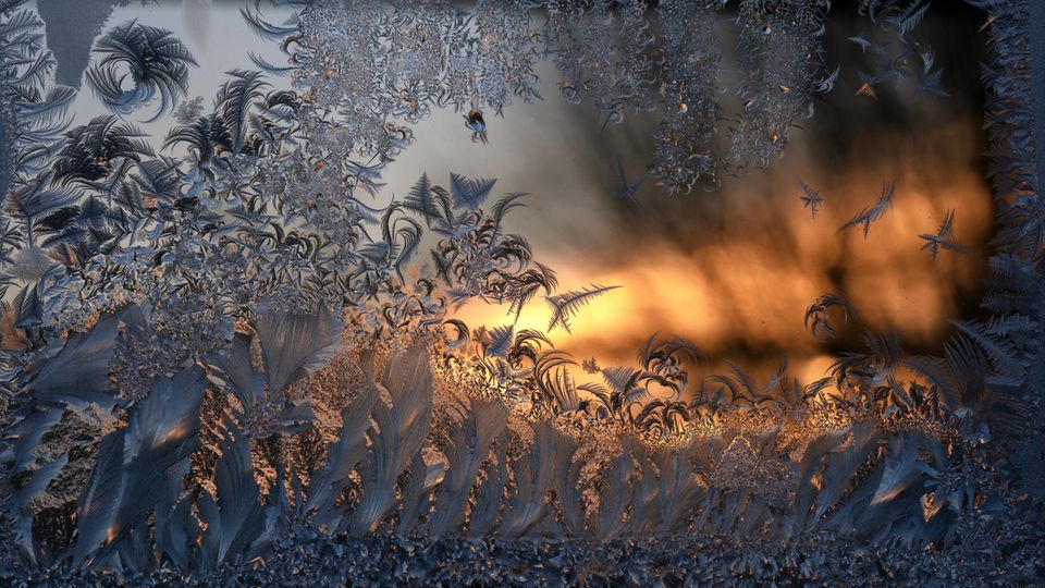 Fotografie: Eisblumen: Ein Film über die vergängliche Schönheit gefrorener Kunstwerke