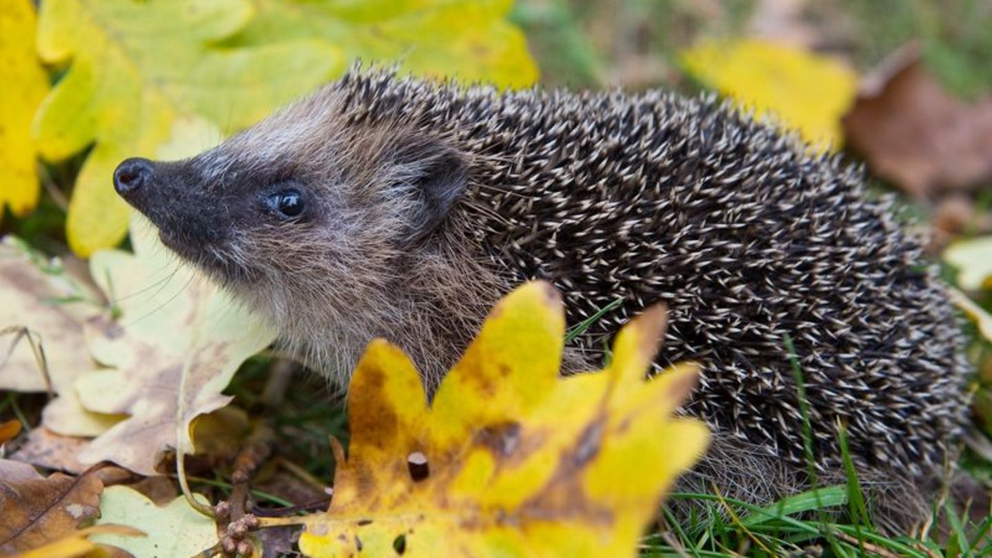 Schon Frühling? Weil es so warm war, wurden manche Winterschläfer vorzeitig wach. (Symbolbild) Foto: Patrick Pleul/dpa-Zentralbi