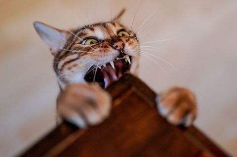 Katze beißt in die Tischkante