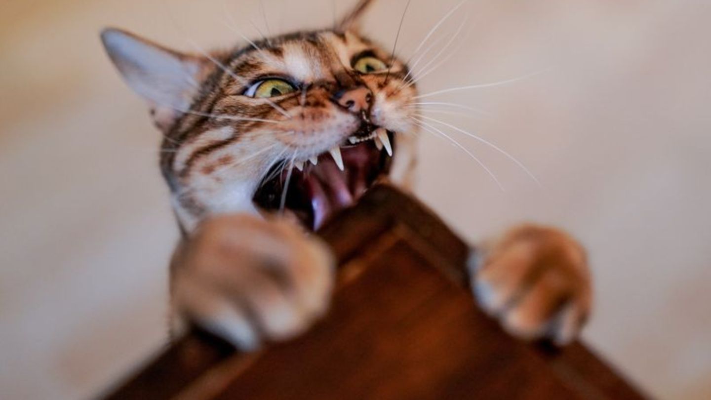 Katze beißt in die Tischkante