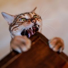 Katze beißt in die Tischkante