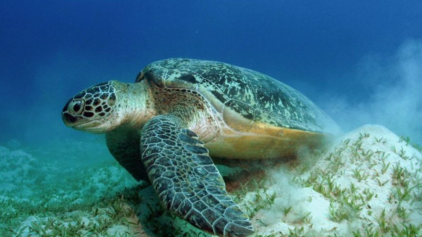 WWF-Bilanz-WWF-Gewinner-und-Verlierer-im-Tierreich-2025