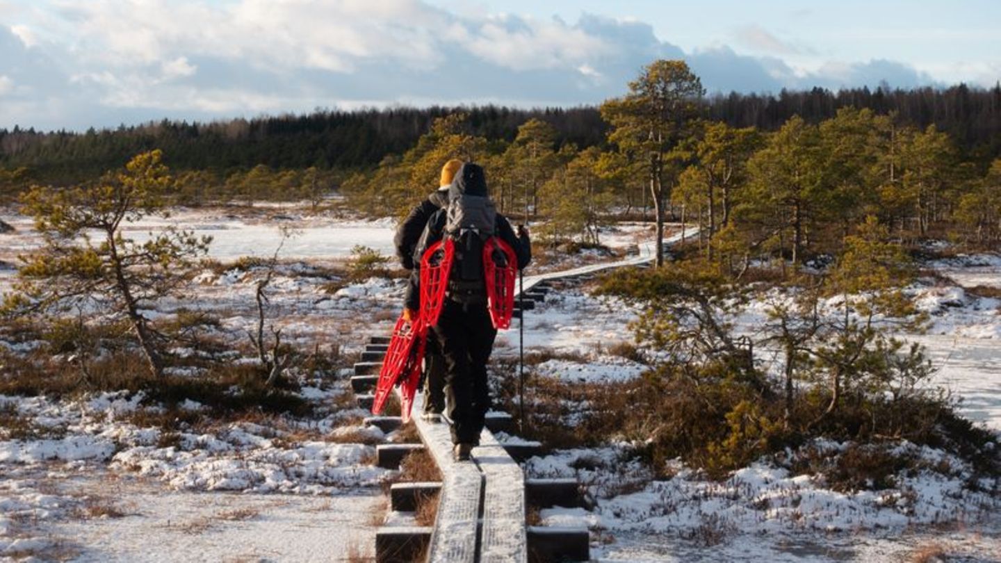 Die Holzplanken führen sicher durchs Moor Kakerdaja - die Schneeschuhe sind geschultert. Foto: Andreas Drouve/dpa-tmn