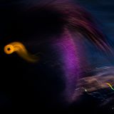 Lange träumte der junge Naturfotograf Luca Lorenz davon, die goldgelben Augen von Reiherenten in einem besonderen Vogelporträt in Szene zu setzen. Aber die Tiere sind scheu und tauchen oft blitzschnell im Wasser ab. An einem See in Berlin gelang Lorenz schließlich in einer Langzeitbelichtung diese verspielte Komposition.      