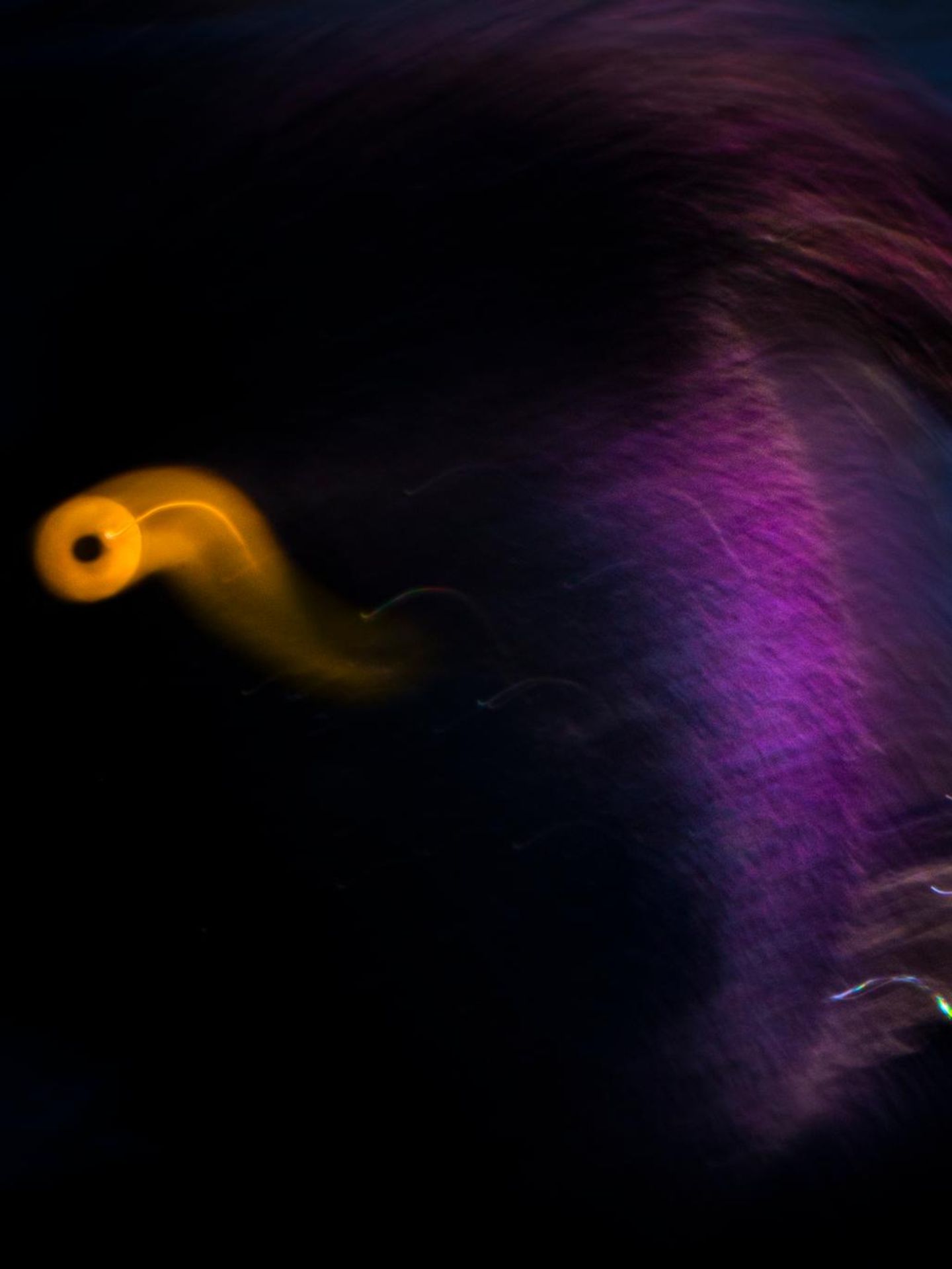 Lange träumte der junge Naturfotograf Luca Lorenz davon, die goldgelben Augen von Reiherenten in einem besonderen Vogelporträt in Szene zu setzen. Aber die Tiere sind scheu und tauchen oft blitzschnell im Wasser ab. An einem See in Berlin gelang Lorenz schließlich in einer Langzeitbelichtung diese verspielte Komposition.      