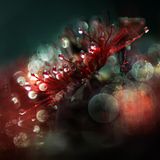 Sonnentau-Pflanzen sind tückische Jäger: Mit Klebetropfen an ihren tentakelartigen Blättern fangen sie Insekten als Beute. Gerhard Foltz spürte diese tiefrote Fleischfresser-Pflanze in einem Moor in der Rhön auf - und porträtierte sie so, dass die klebrigen Fallen und Lichtreflexe der Sonne wie in einem impressionistischen Bild zu verschmelzen scheinen. 