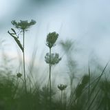 Enttarnte Fangschrecke