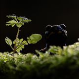 Den Feuersalamander entdeckte der GEO-Leser Enrico Bollin im Moos eines Buchenwalds, mitten im Ruhrgebiet Nordrhein-Westfalens. Die Tiere werden kaum größer als eine menschliche Hand. Im Gegenlicht aber scheint dieses hier wie ein riesiges, furchteinflößendes Ungeheuer auf einem Bergkamm zu lauern.   
