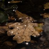 Wie Diamanten glitzern die Wassertropfen auf einem Eichenblatt, das Ronja Ulrike Ebentheuer bei einem Herbstspaziergang in Bayern am Waldboden aufspürte. Mit ihrer Kamera machte sie dabei aus einer schmutzigen kleinen Pfütze ein funkelndes Kunstwerk.   