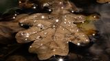 Wie Diamanten glitzern die Wassertropfen auf einem Eichenblatt, das Ronja Ulrike Ebentheuer bei einem Herbstspaziergang in Bayern am Waldboden aufspürte. Mit ihrer Kamera machte sie dabei aus einer schmutzigen kleinen Pfütze ein funkelndes Kunstwerk.   
