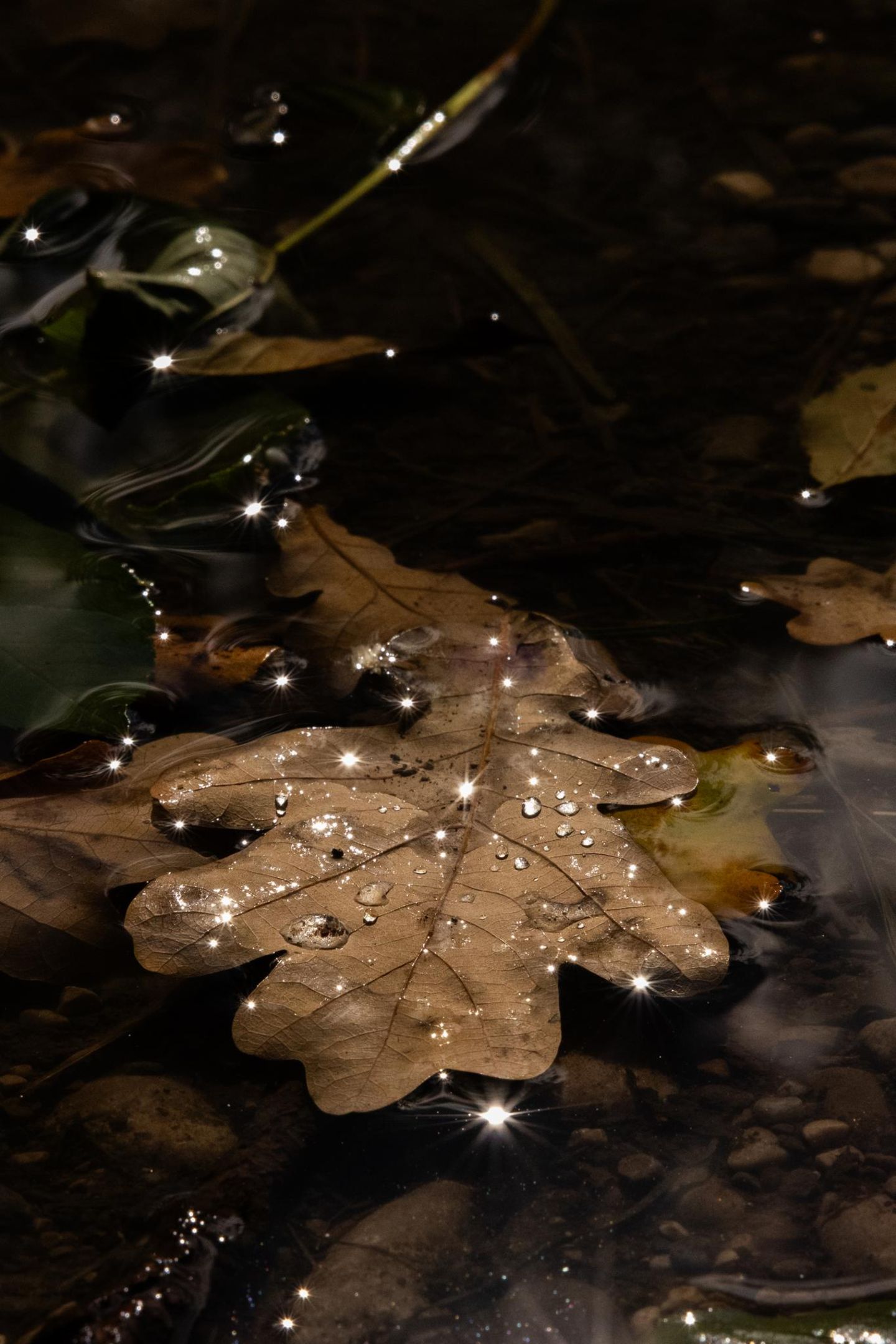 Wie Diamanten glitzern die Wassertropfen auf einem Eichenblatt, das Ronja Ulrike Ebentheuer bei einem Herbstspaziergang in Bayern am Waldboden aufspürte. Mit ihrer Kamera machte sie dabei aus einer schmutzigen kleinen Pfütze ein funkelndes Kunstwerk.   