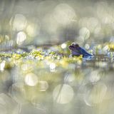 Für Moorfrösche werden Teiche im Frühjahr zu großen Bühnen. Einige Tage lang, in der Balzzeit, verfärben die Männchen sich dann zu blauen Stars. Paul Oppermann fotografierte diesen Anwärter in der Lüneburger Heide mit angemessenem Glamour: Im Gegenlicht wirkt das Bokeh, die Unschärfe in dem Bild, wie der Widerschein Dutzender großer Scheinwerfer.