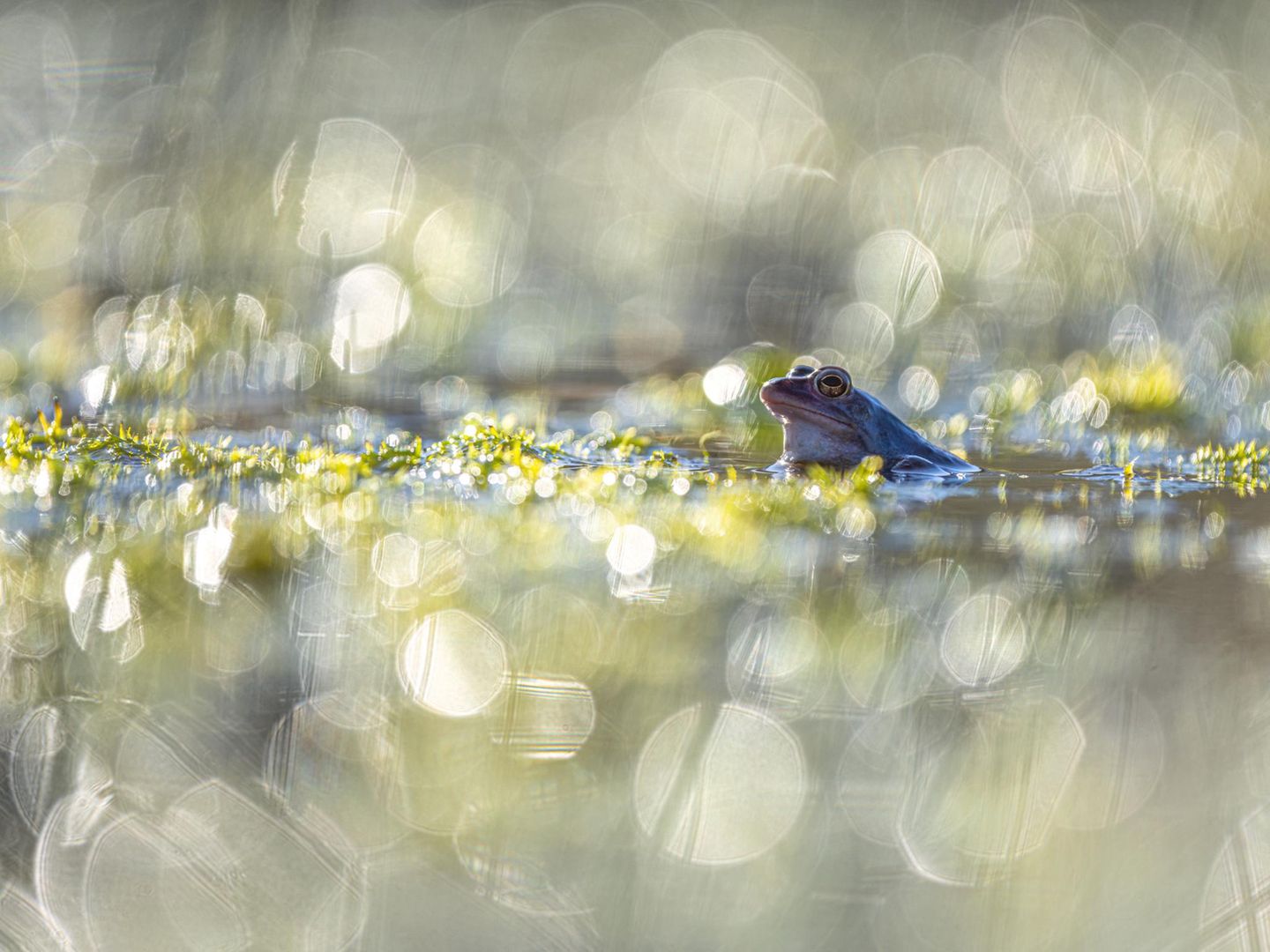 Für Moorfrösche werden Teiche im Frühjahr zu großen Bühnen. Einige Tage lang, in der Balzzeit, verfärben die Männchen sich dann zu blauen Stars. Paul Oppermann fotografierte diesen Anwärter in der Lüneburger Heide mit angemessenem Glamour: Im Gegenlicht wirkt das Bokeh, die Unschärfe in dem Bild, wie der Widerschein Dutzender großer Scheinwerfer.