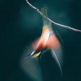 Sie zählen zu den prachtvollsten Vögeln Deutschlands, im Winter jedoch ziehen Bienenfresser nach Süden und kehren erst zum Brüten im Sommer zurück. Im Schwarzwald verfolgte Manuel Nägele dabei das Flugverhalten der Vögel: In seiner Langzeitbelichtung scheint sich der Vogel selbst beim Abflug von einem Ast in den Farben des eigenen Federkleids aufzulösen.