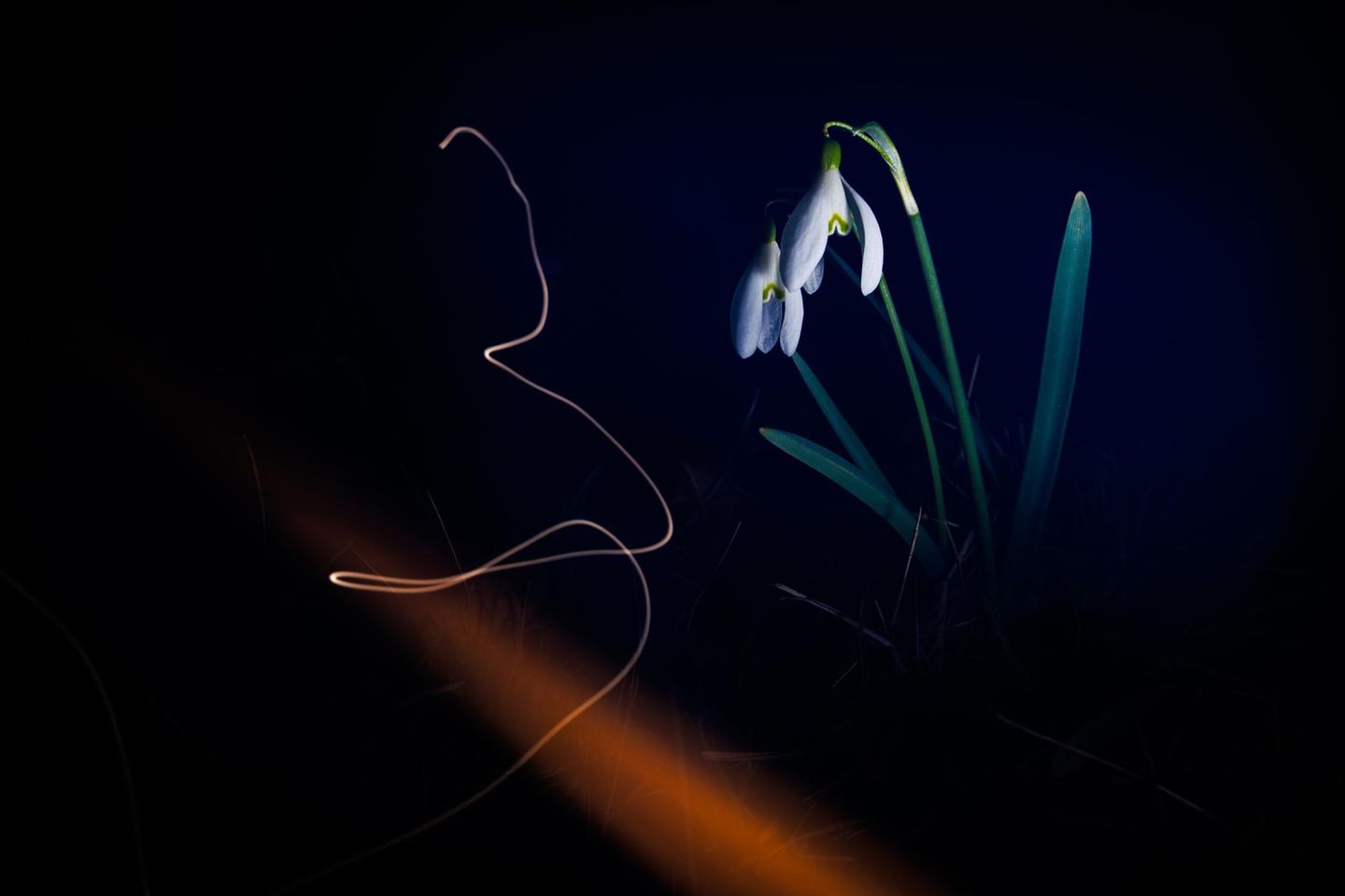 Eine Lichtspur im Dunkeln scheint die Kontur eines Schneeglöckchens nachzuzeichnen. Benjamin Pauli ergänzte für dieses Bild in der Langzeitbelichtung gezielt die Blitzlichtaufnahme von der Blume mit Lichtmalerei.   