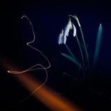 Eine Lichtspur im Dunkeln scheint die Kontur eines Schneeglöckchens nachzuzeichnen. Benjamin Pauli ergänzte für dieses Bild in der Langzeitbelichtung gezielt die Blitzlichtaufnahme von der Blume mit Lichtmalerei.   