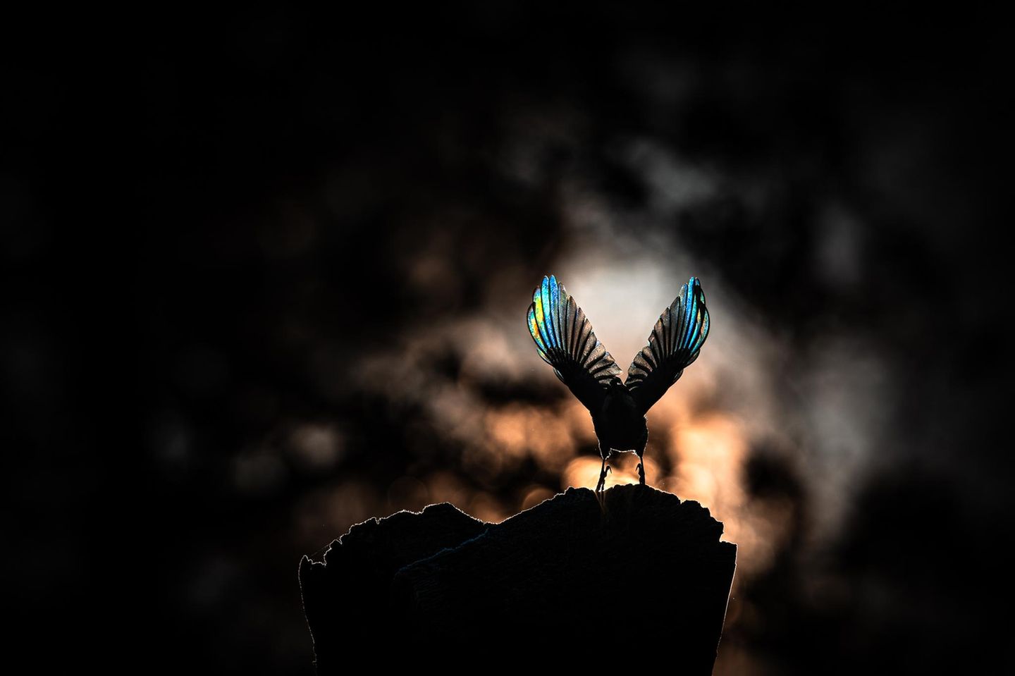 Sie gelten als Akrobaten unter den Vögeln: Kleiber klettern an Bäumen geschickt auf und ab, um kopfüber Insekten zu suchen, die sich in der Rinde verstecken. Dieser stellt dabei im Gegenlicht sein Gefieder zur Schau - eingefangen vom Fotografen Jan Wittmer im Karlsruher Schlossgarten.