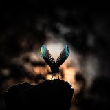 Sie gelten als Akrobaten unter den Vögeln: Kleiber klettern an Bäumen geschickt auf und ab, um kopfüber Insekten zu suchen, die sich in der Rinde verstecken. Dieser stellt dabei im Gegenlicht sein Gefieder zur Schau - eingefangen vom Fotografen Jan Wittmer im Karlsruher Schlossgarten.