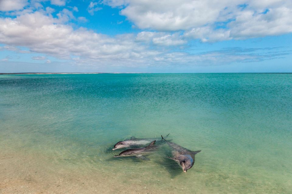 In der Shark Bay von Westaustralien,  800 Kilometer nördlich von Perth, schwimmen Delfine oft nah an den Strand heran. Seit den 1980er Jahren wird die Population fortlaufend untersucht        
