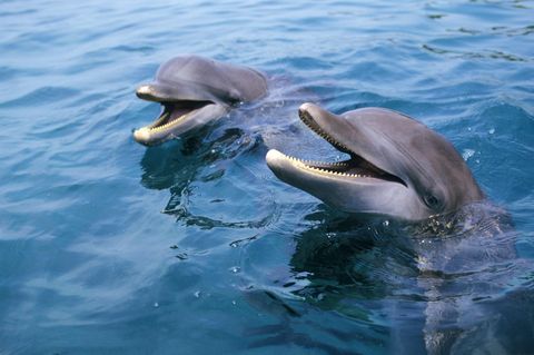 Untrennbare Kumpel? Große Tümmler knüpfen oft Freundschaften, die jahrzehntelang halten