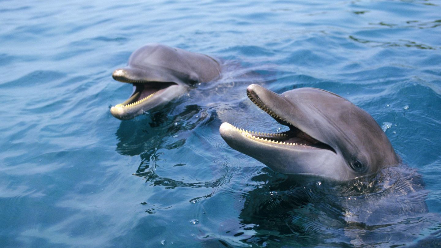 Meeresforschung-Beste-Tauchpartner-Freundschaften-halten-Delfine-jung