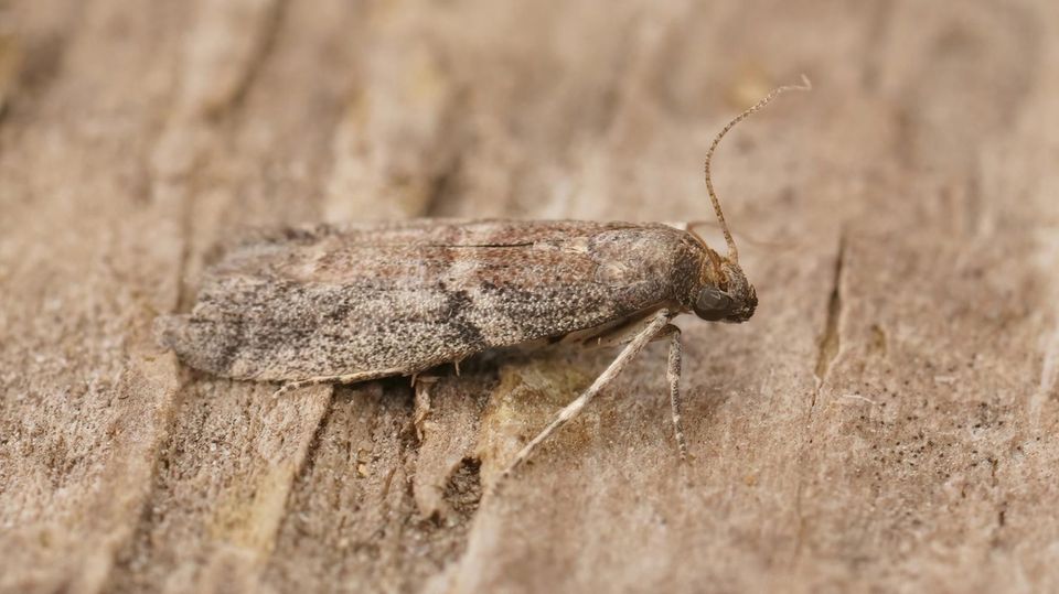 Lebensmittelmotten bekämpfen: Falter einer Speichermotte (Ephestia elutella)