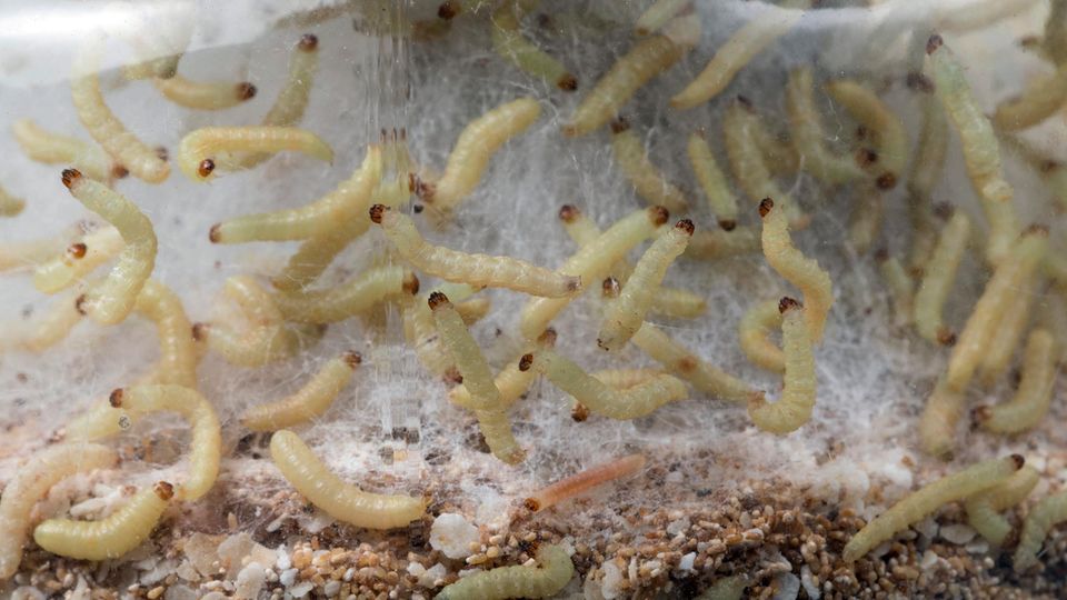 Lebensmittelmotten bekämpfen: Raupen und Larven der Dörrobstmotte, Plodia interpunctella