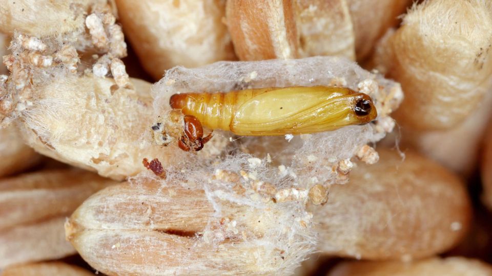 Lebensmittelmotten bekämpfen: Puppe der Dörrobstmotte (Plodia interpunctella)