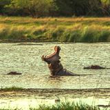 Der iSimangaliso-Wetland-Park im Norden Südafrikas ist in seiner Art einzigartig in Südafrika, denn er umfasst die unterschiedlichsten Ökosysteme: Sümpfe und Seen, Korallenbänke und Strände, Waldgebiete und Küstenstriche. Der Nationalpark in Kwazulu Natal ist außerdem ein Paradies für Amphibien und Flusspferde. Nirgendwo lassen sich Flusspferde und Krokodile so nah beobachten wie hier. Seit 1999 zählt der Park zum Welterbe der UNESCO. Neben klassischen Safaris können Gäste Bootstouren und geführte Wanderungen mit Rangern unternehmen, ausreiten oder tauchen.