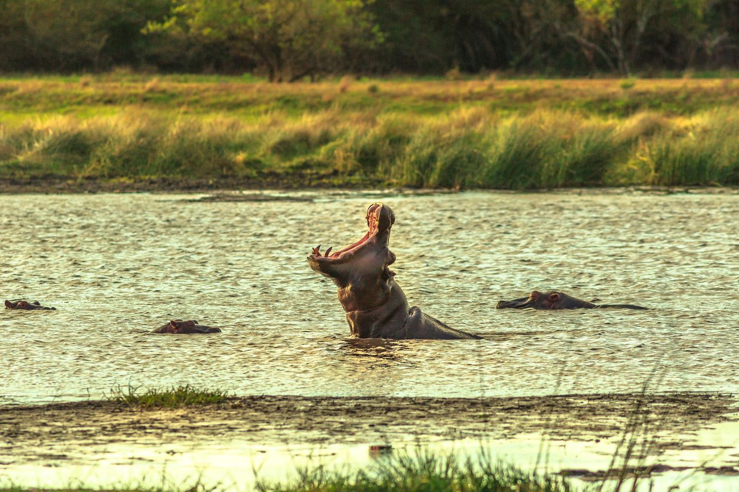 Der iSimangaliso-Wetland-Park im Norden Südafrikas ist in seiner Art einzigartig in Südafrika, denn er umfasst die unterschiedlichsten Ökosysteme: Sümpfe und Seen, Korallenbänke und Strände, Waldgebiete und Küstenstriche. Der Nationalpark in Kwazulu Natal ist außerdem ein Paradies für Amphibien und Flusspferde. Nirgendwo lassen sich Flusspferde und Krokodile so nah beobachten wie hier. Seit 1999 zählt der Park zum Welterbe der UNESCO. Neben klassischen Safaris können Gäste Bootstouren und geführte Wanderungen mit Rangern unternehmen, ausreiten oder tauchen.
