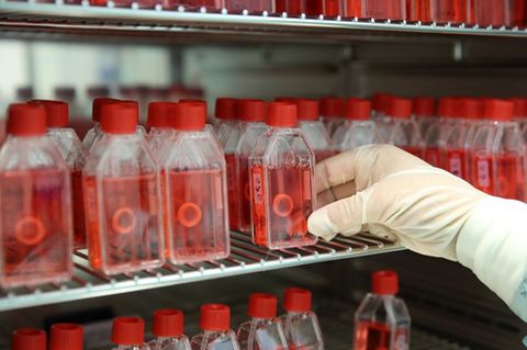 In einer Gewebebank zeigt eine Mitarbeiterin den Brutschrank mit präparierter menschlicher Hornhaut. Foto: Bernd Wüstneck/dpa-Ze