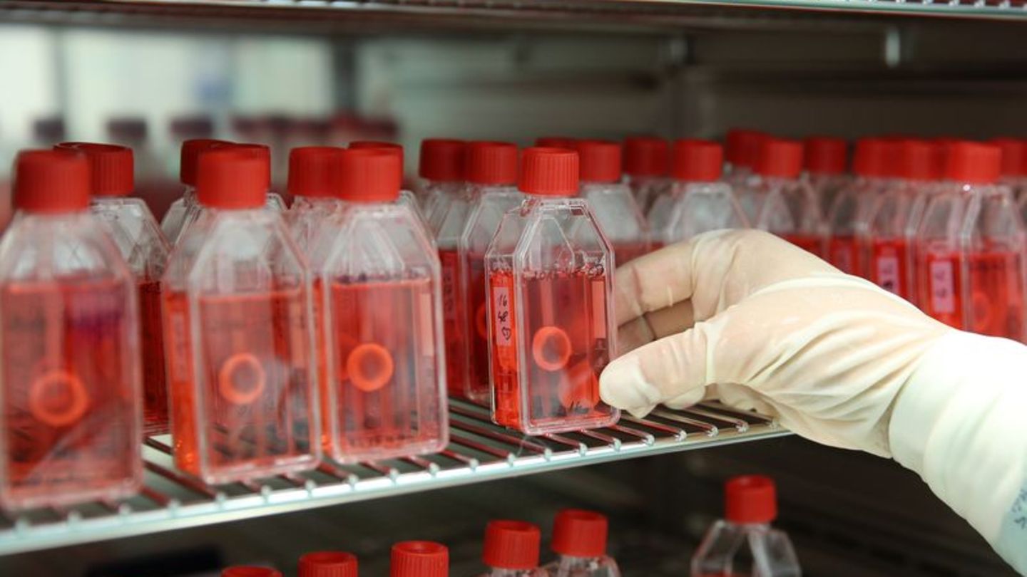 Herzklappen-Rekord-bei-Gewebespenden-Kliniken-melden-mehr-Spender