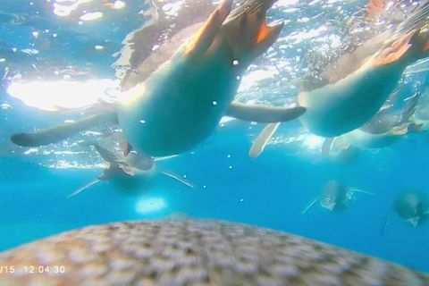 Jagdzug aus der Vogelperspektive: Pinguine werden beim Tauchen bis zu 36 km/h schnell